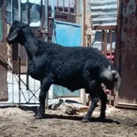 قوچ قره قزل