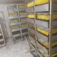 شاسی نبات چوبی