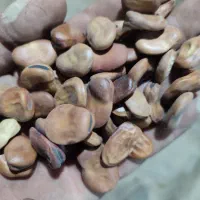 بذر باقلا زود رس و میان رس و بذر نخود فرنگی ولف
