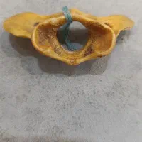 استخوان قدیمی عطیقه