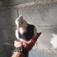 کفتر طوقی گره