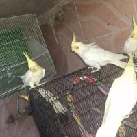 عروس هلندی لوتیون