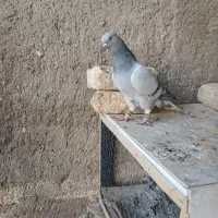 چهار عدد کبوتر|پرنده|مرودشت, استادیوم‎|دیوار