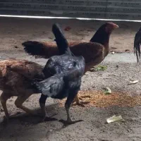 مرغ‌لاری‌اوشامو