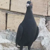 کبوتر