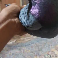 فروشی|پرنده|ایرانشهر, |دیوار