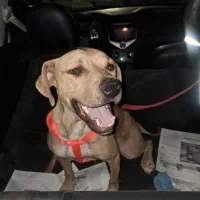 سگ  امریکن پیت بول