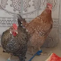 فروش مرغ تخم گذار خروس هیکلی