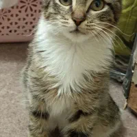 گربه ۴ ماهه milo