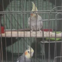 عروس هلندی|پرنده|کرج, کمال‌شهر|دیوار