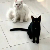 واگذاری  گربه مشکی به سرپرست مهربان و دلسوز