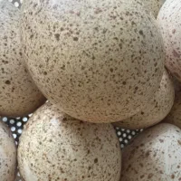 تخم بوقلمون خوراکی و نطفه دار