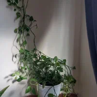 گل خانگی پیچک