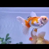 اکواریوم وماهی گلدفیش|ماهی|اسلامآباد غرب, |دیوار