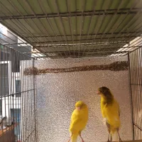 ۲عددقناری نر رسمی