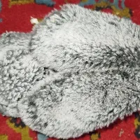 گارد شیائومی|لوازم جانبی موبایل و تبلت|همدان, |دیوار