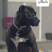 جفت گیری آمریکن بولی