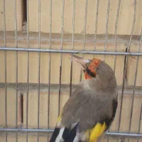 سهره نر|پرنده|سیرجان, |دیوار