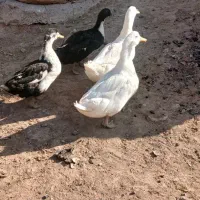 اردک جوان|پرنده|ارمند, |دیوار