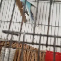 مرغ عشق|پرنده|تهران, مینی‌سیتی (شهرک نفت)|دیوار