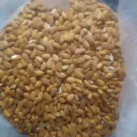 مغز بادام تلخ