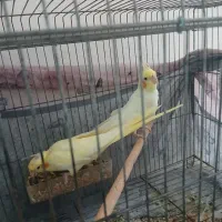 فروش عروس هلندی