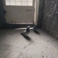 کفتر اصفهانی|پرنده|برخوار, |دیوار