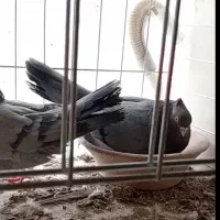 نر و ماده سبز ابادانی