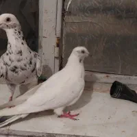 هفت تا کفتر درشت و زیبا|پرنده|قروه, |دیوار