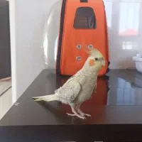 عروس هلندی  پرنده  قفس  کیف