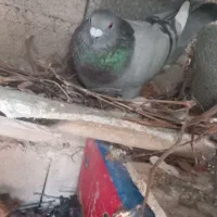 کبوتر۱۱عدد