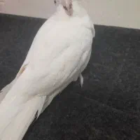 مرغ عروس سفید