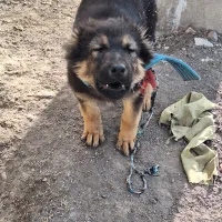 سگ دو ونیم ماهه