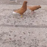 دمسفیدنروماده آث|پرنده|اقبالیه, |دیوار