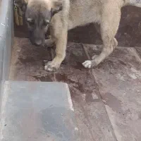 از بهترین نسل سرابی|سگ|پارس‌آباد, |دیوار