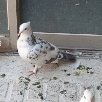 همه نوع کفتر دونه ای ۱۰۰|پرنده|هرسین, |دیوار