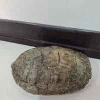 ماکت لاک لاکپشت