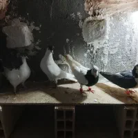 کبوتر|پرنده|میان جلگه, |دیوار