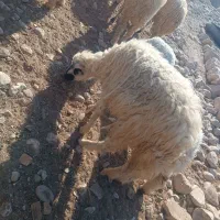 میش و بره کاور