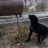 واگذاری ی جفت قدرجونی ۵ماه سیاه آدمی سفیده جونوری