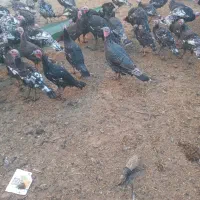 بوقلمون فروشی