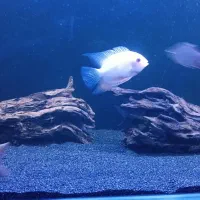 ماهی گوشت خوار