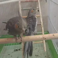 عروس هلندی سه نژاد مختلف