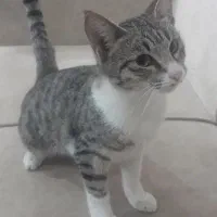 ۳ تا گربه خونگی و دستی واگذار میشود|گربه|گنبد کاووس, |دیوار