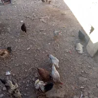 فروش تعدادی مرغ وخروس