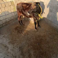 گوساله
