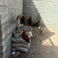مرغ و خروس