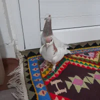 کبوتر|پرنده|دشتابی, |دیوار