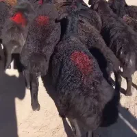 بره قره قزل قوچ خورده گوسفند میش قویون تقلی