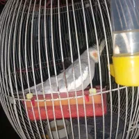 عروس هلندی سخنگو